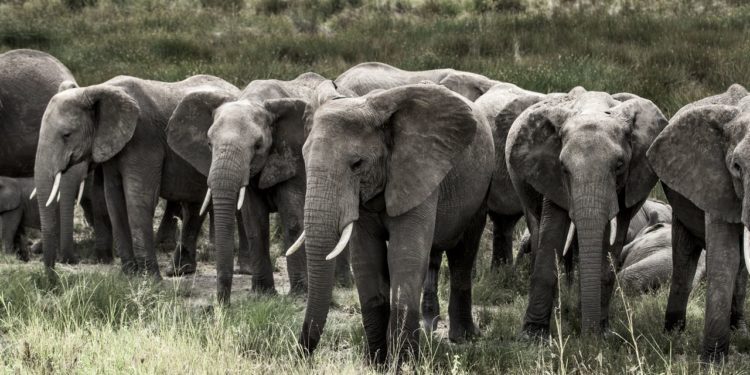 sloni-serengeti
