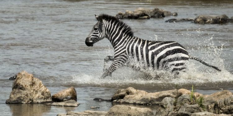 zebra-prechazi-reku-serengeti