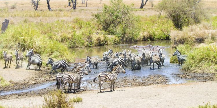 zebry-v-parku-serengeti