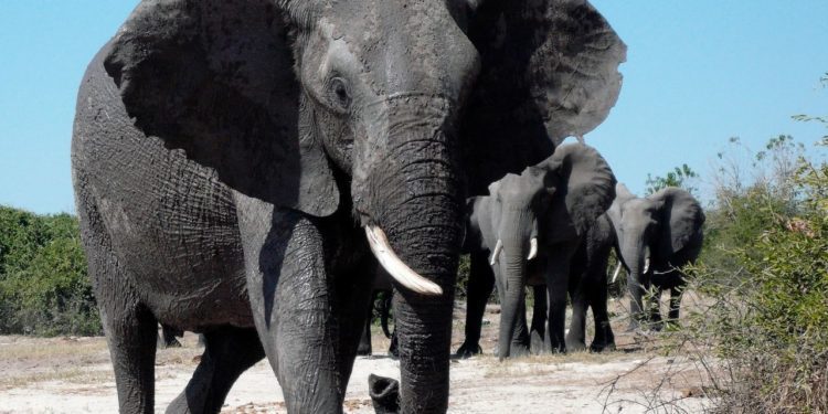afrika-sloni