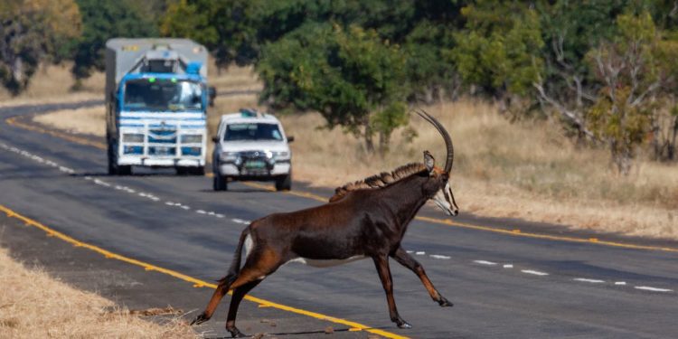 antilopa-c-parku-chobe