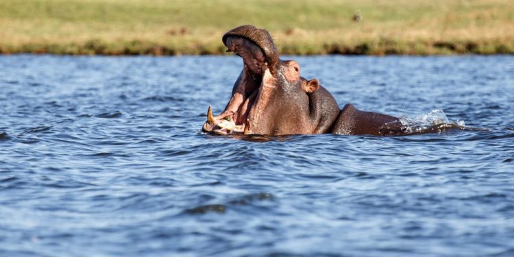 chobe-narodni-park-hroch