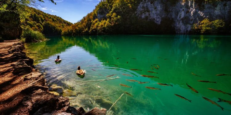 chorvatsko-plitvicka-jezera-s-rybami