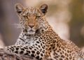 leopard