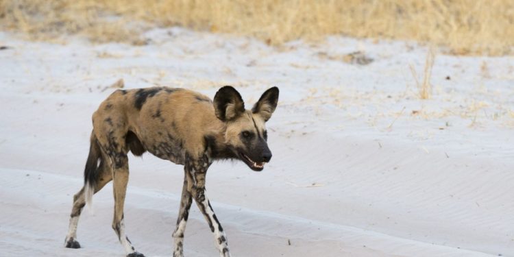 lycaon-pictus-africky-divoky-pes