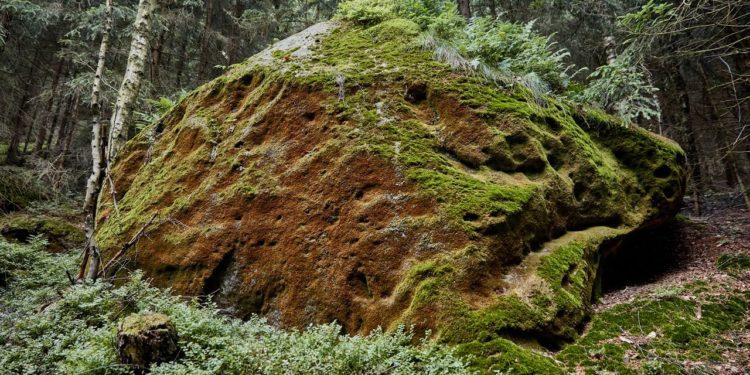 moss-on-stone-and-green-trees-in-bastei-germany-2021-09-03-14-13-25-utc