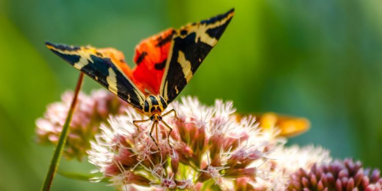 motyl-plitvice