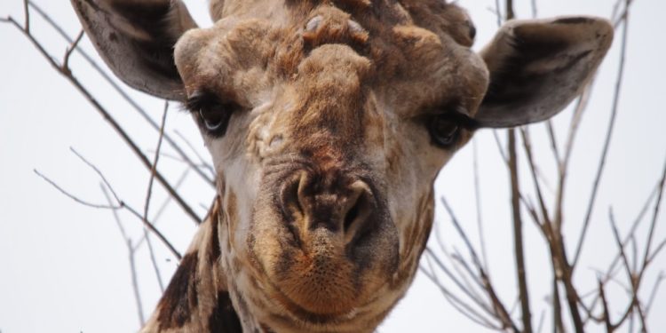 narodni-park-chobe-zirafa