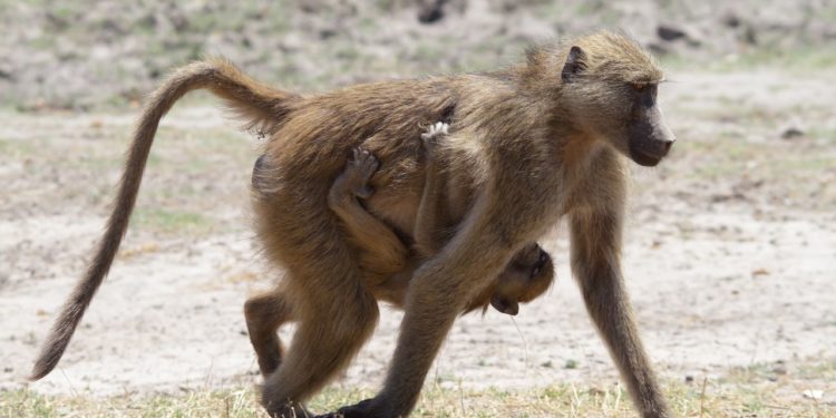 opice-v-narodnim-parku-chobe