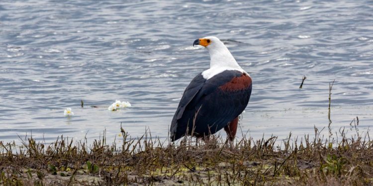 orel-haliaeetus-vocifer