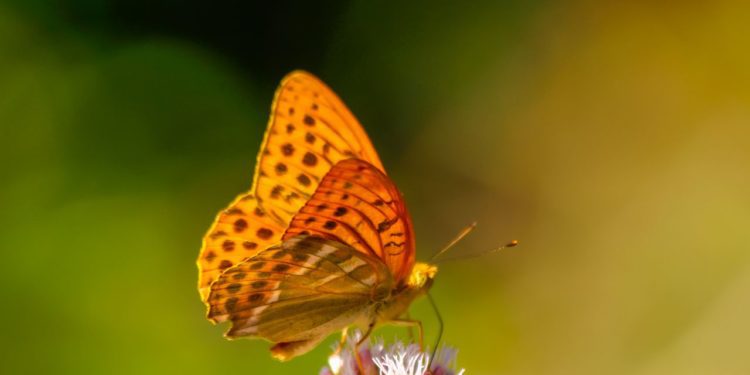 plitvice-motyl