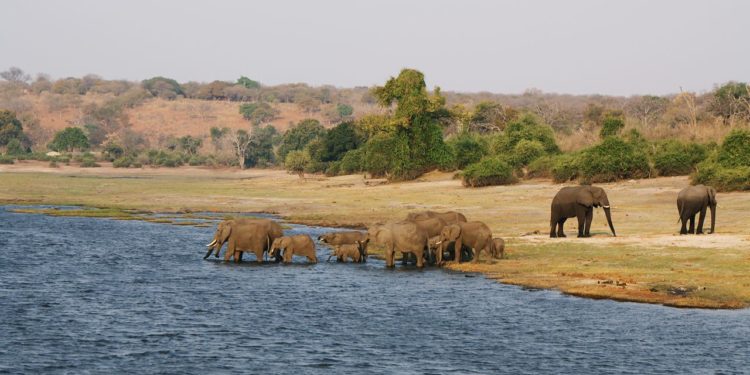 sloni-rodinka-v-rece-chobe-narodni-park