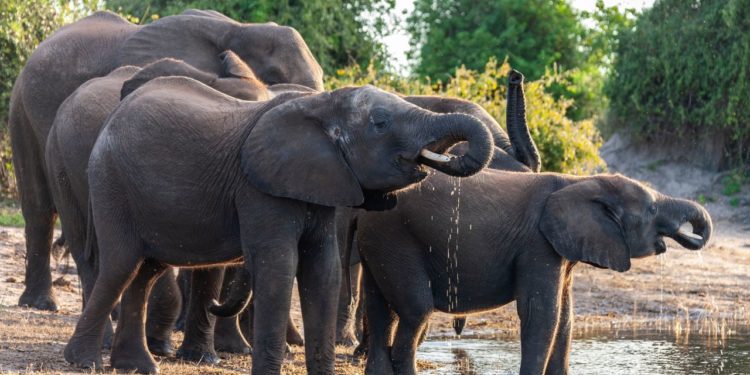 sloni-v-africe
