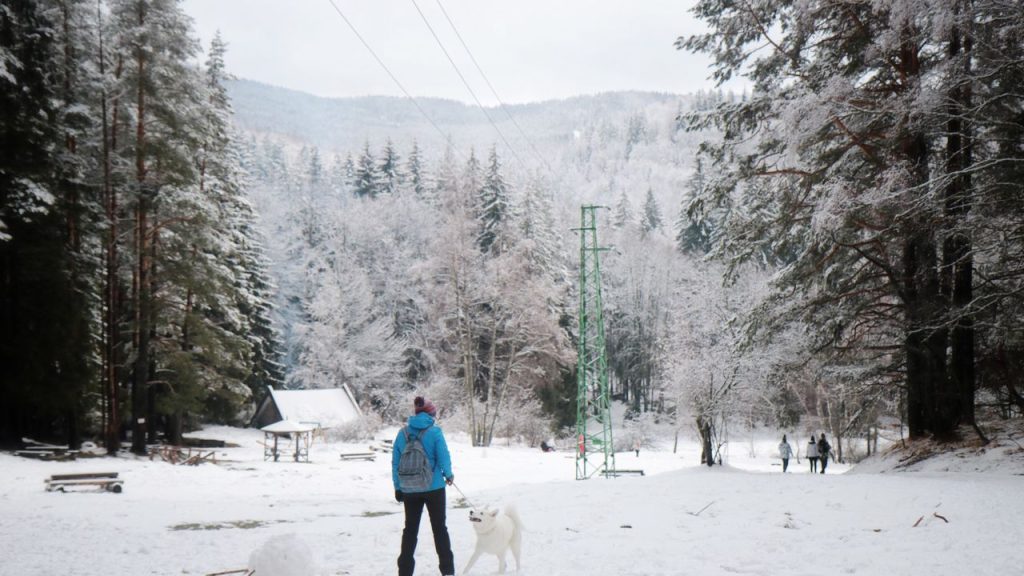 zimni prochazka v lese