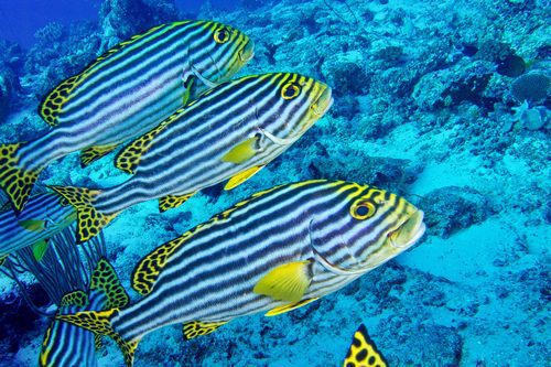 Striped Oriental Sweetlips, North Ari Atoll, Maldives