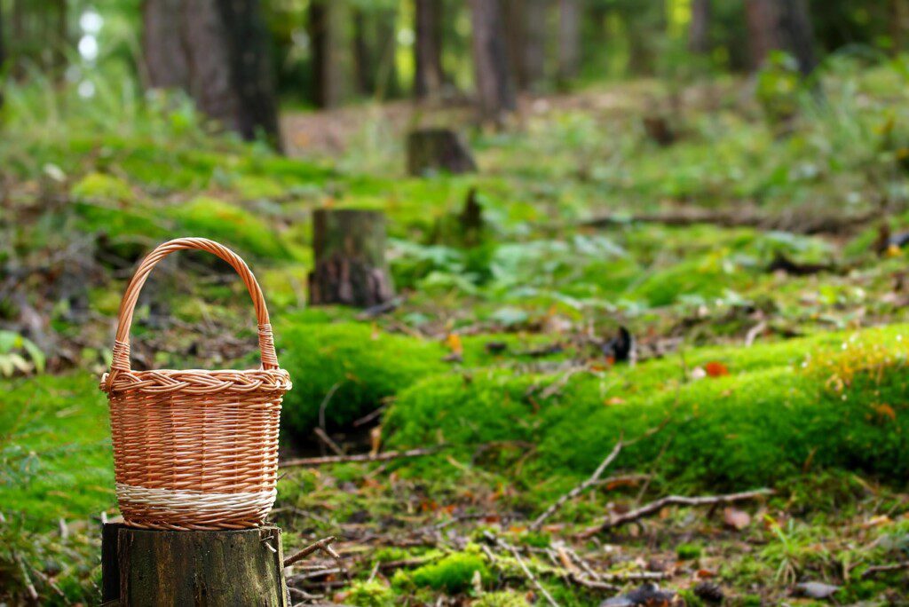 katerinavulcova-forest-5635678-1280