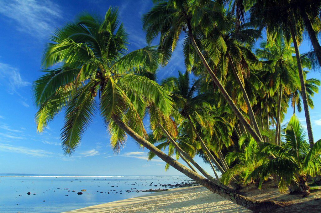 3363858-palms-3242342-1280