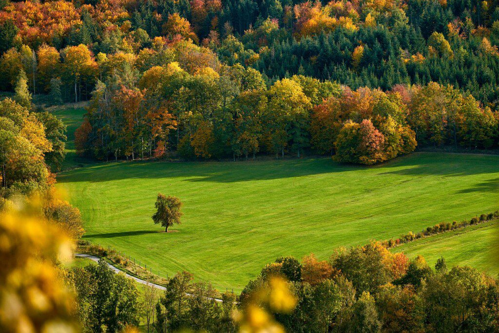 glavo-field-5932123-1280