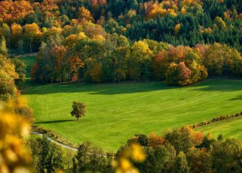 glavo-field-5932123-1280