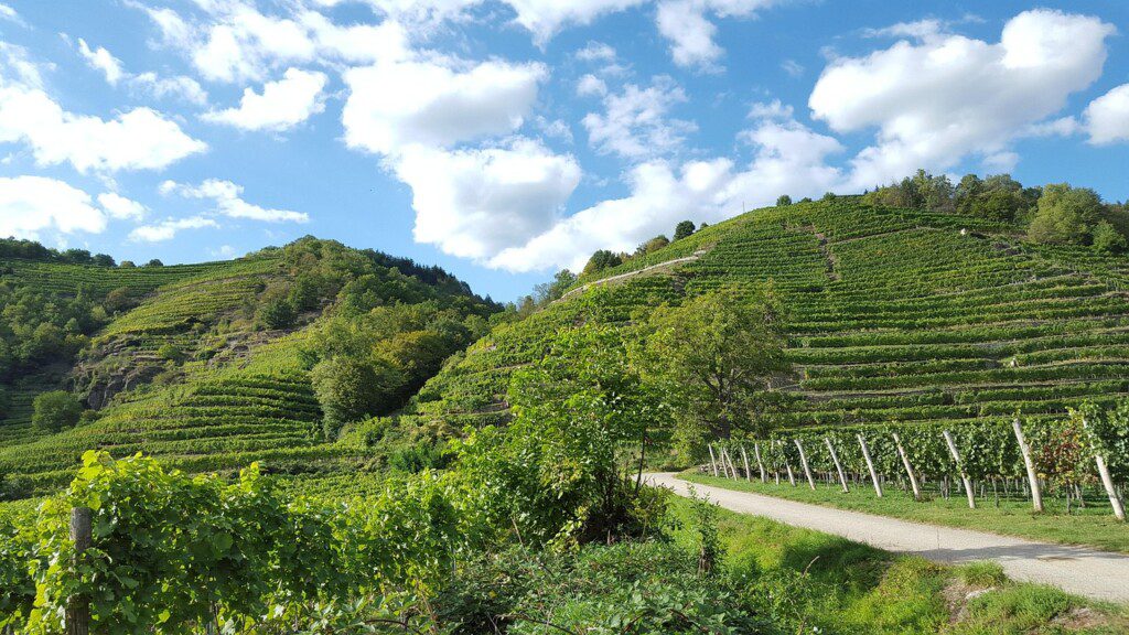 dunaj stezka hinisa-vineyards-2573649-1280